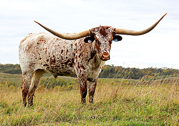 Longhorn steer, , Cattle cow, Animal HD wallpaper