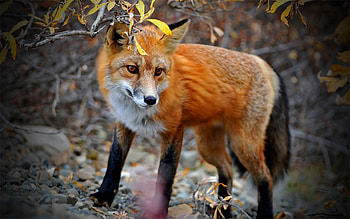Animals, Fox, Wood, Tree, Spotted, Branches HD wallpaper