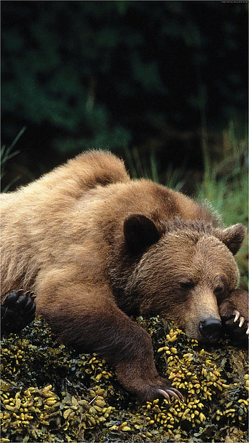 Android lockscreen , Bear species, Native wildlife, Forest dwelling HD phone wallpaper