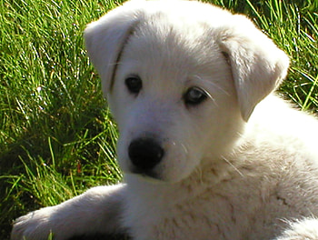 White Retriever, puppies, grass, nature, retrievers HD wallpaper