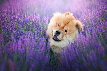 Chow Chow , Stylish display, Stunning visuals, Captivating HD wallpaper