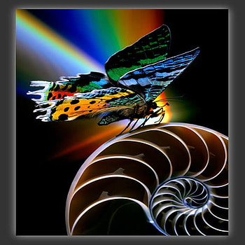 rainbow butterfly, shell, colorful, butterfly, rainbow HD wallpaper