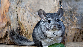 Chinchilla Is Sitting On Stone In Rock Background Chinchilla HD wallpaper