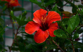 Hibiscus, nature, flower, red HD wallpaper