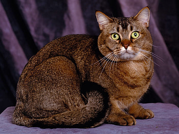 Animals, Sit, Cat, Muzzle, Sight, Opinion, Fat, Thick HD wallpaper