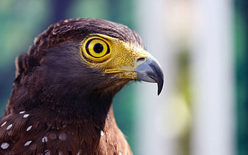 Animals, Beak, Striped, Head, Eagle, Eye HD wallpaper