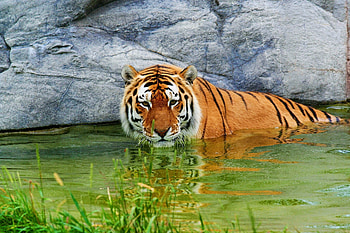 Animals, Water, Rock, Predator, Stone, Tiger HD wallpaper