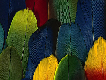 Feathers, blue, colorful, feather, yellow, green, red, texture HD wallpaper