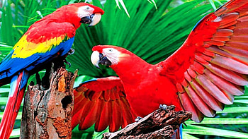 Scarlet Macaws, birds, jungle, feathers, red HD wallpaper