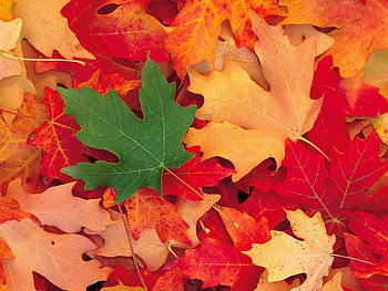 Leaves Forest, leaves, nature, green, red HD wallpaper