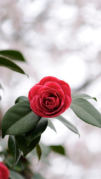 Rose Flower, Rose Plant HD phone wallpaper