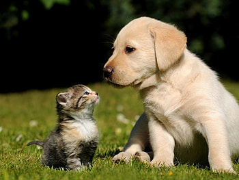 little friends, cats, kitten, puppy, buddies HD wallpaper