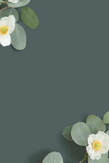 White Poppy, Eucalyptus leaves background, Premium PSD, Flower background HD phone wallpaper