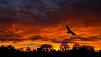 Bird Sunset Silhouette, nature, bird, silhouette, sunset, landscape HD wallpaper