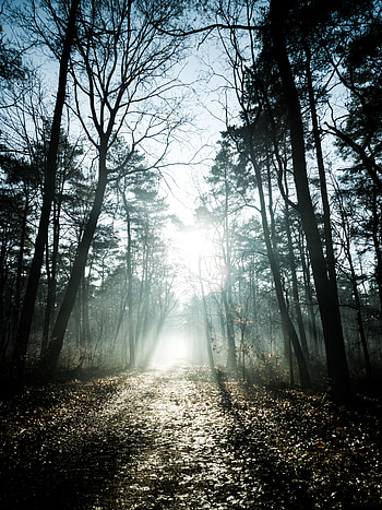 Nature, Trees, Beams, Rays, Forest, Sunlight HD phone wallpaper