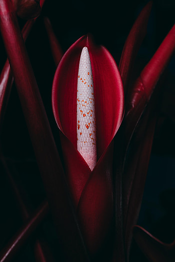 Flowers, Flower, Plant, Philodendron HD phone wallpaper