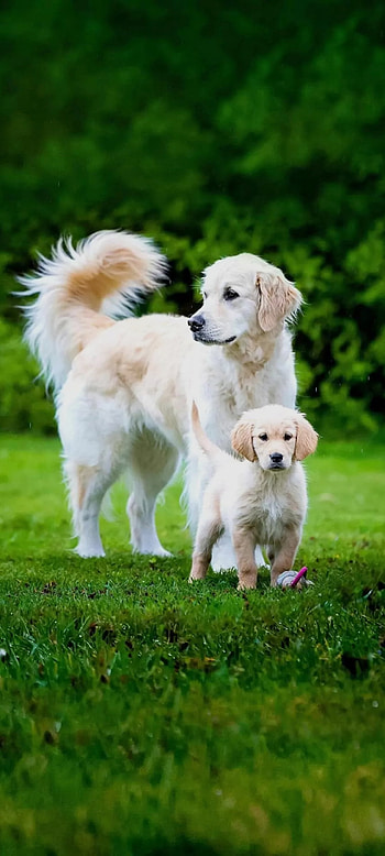 Dog, cute mom & son, Golden retriever HD phone wallpaper