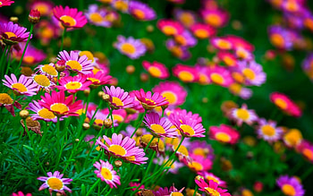 Flowers, garden, pink, beautiful HD wallpaper