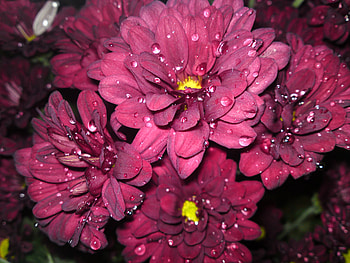 my daisy, purple, daisy, yellow, flower, water HD wallpaper