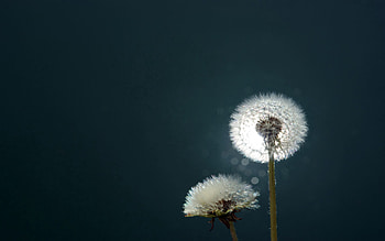 Macro, Shine, Light, Fall, Dandelion, Fluff, Fuzz, Fall Off HD wallpaper