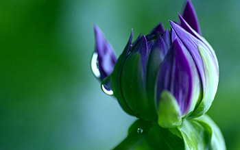 Flower, Macro, Petals, Shadow, Drop HD wallpaper