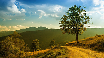 Landscape, Trees, Roads HD wallpaper
