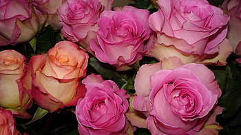 Pink Roses, pink, bouquet, buds, roses, petals, nature, flowers HD wallpaper
