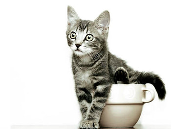 CAT IN A CUP, CUTE, , CAT, CUP HD wallpaper