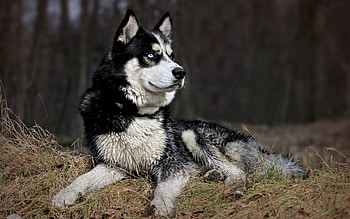 Animals, Nature, To Lie Down, Lie, Dog, Muzzle, Color HD wallpaper