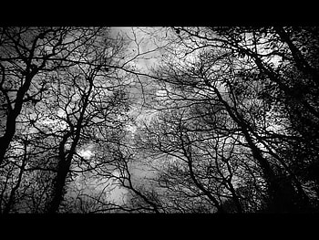 Dark Forest, forest, dark HD wallpaper