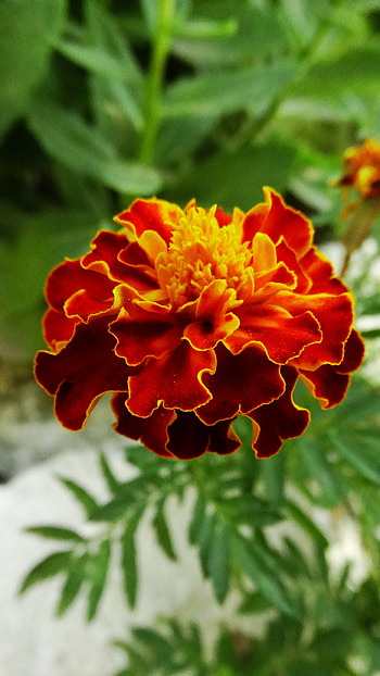 Marigold, Brown Marigold HD phone wallpaper