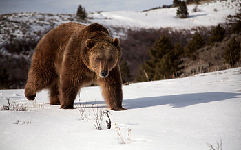 Animals, Snow, Brown, Bear, Shadow HD wallpaper