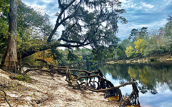 Suwannee River State Park, Florida, water, forest, trees, autumn, usa, reflections HD wallpaper
