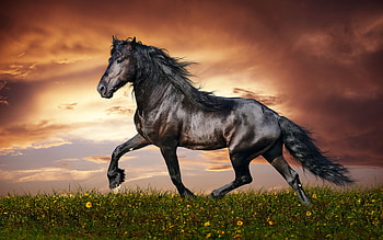 Friesian, Horses HD wallpaper
