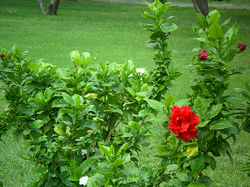 Flowers, nature, red HD wallpaper