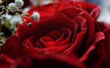 Red Rose, rose, pretty, flower, red HD wallpaper