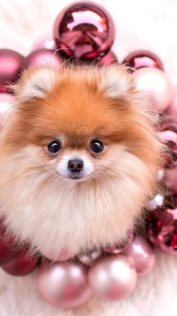 Pomeranian Dog, Adorable HD phone wallpaper