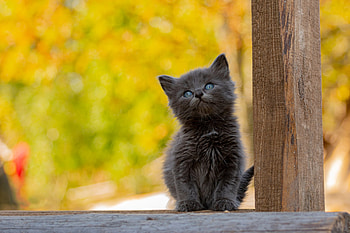 Black-Kitty, Black, Cat, Kitty, purr HD wallpaper