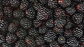 Blackberry, , Dark background, Food graphy HD wallpaper