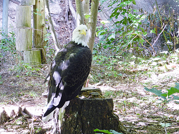 Eagle On A Stump, Bird, graphy, Eagle, Wildlife Centre, Stump HD wallpaper