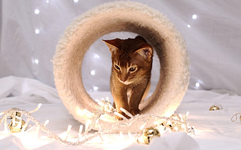 Animals, Sit, Cat, Muzzle, Shoot, ession HD wallpaper