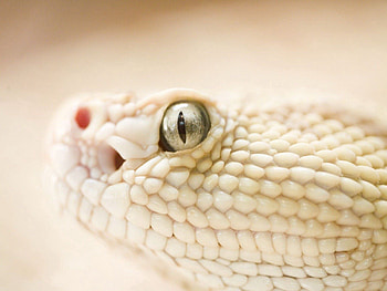 Animals, Eyes, Snake, Head, Leather, Skin HD wallpaper