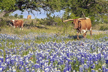 Texas Hill Country, Through my lens, Jason Weingart graphy HD wallpaper