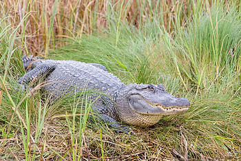 American alligator, Species discovery, Nature's marvels, Conservation efforts HD wallpaper
