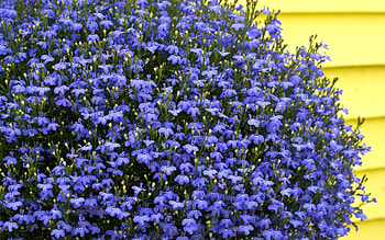 Flowers, Lot, Small HD wallpaper