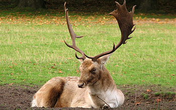 Fallow deer , Animal , Forest creatures, Autumn HD wallpaper