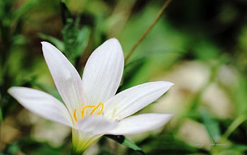 Austin Botanical Garden VII., white, white flower, graphy, , spring, summer, abstract, petals, flower, close-up, nature, macro HD wallpaper