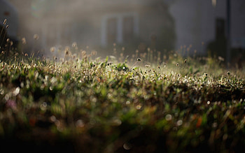 Grass, Plant, Macro, Shine, Light HD wallpaper