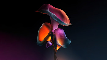 Iris flowers, dark, glowing neon HD wallpaper