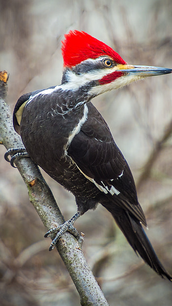 Woodpecker, Black, Adorable, Bird HD phone wallpaper